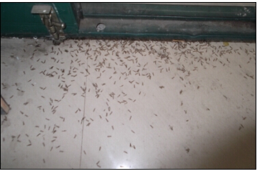 泸州园林白蚁防治